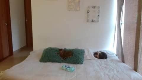 Snapshot of soysilvanna_ chatting on February 2026 08:43:01 PM online show from February 2026 08:43:01 PM