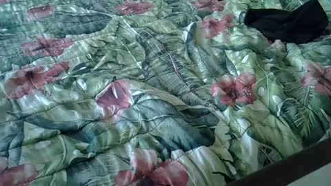 Rocco-load online show from January 2025 03:39:02 PM