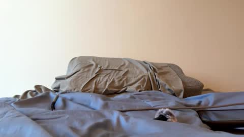 Zeppelin man online show from March 2026 03:17:01 PM