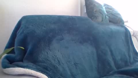 Snapshot of swissride chatting on February 2025 01:38:02 PM swissride online show from February 2025 01:38:02 PM