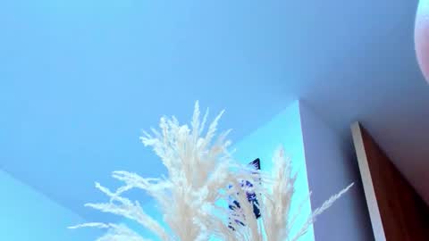 tayler_swift1 online show from February 2026 06:37:01 PM