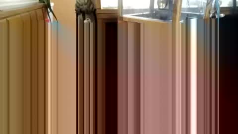 trypodman online show from December 2024 03:49:02 PM