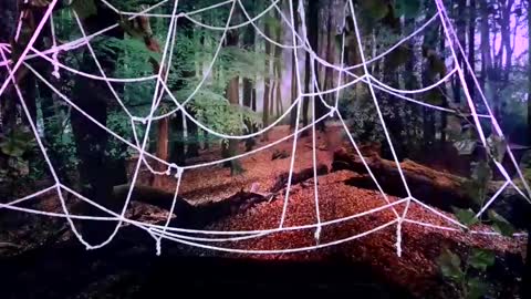 Jessie online show from October 2025 08:00:02 PM