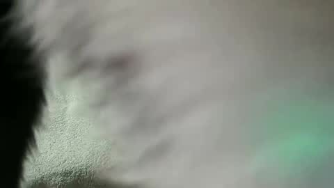 Daniel online show from February 2025 07:56:02 PM