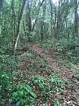 OFICINA Simas-Turbo online show from September 2025 07:37:01 PM