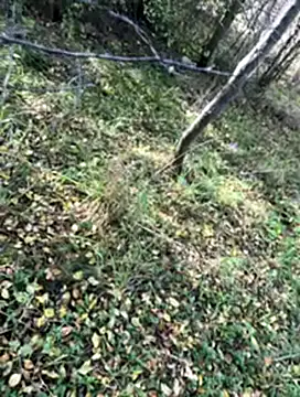 Sirina80 online show from October 2025 11:55:01 AM