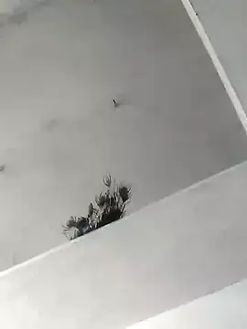 Mafiya1604 online show from October 2025 05:30:01 AM