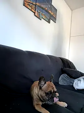 Snapshot of Bastilein1985 chatting on October 2025 09:11:04 AM Bastilein1985 online show from October 2025 09:11:04 AM