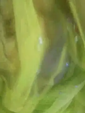 joya bhabi online show from November 2025 02:29:02 PM