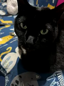 Shanonsex2 online show from September 2025 01:39:02 AM