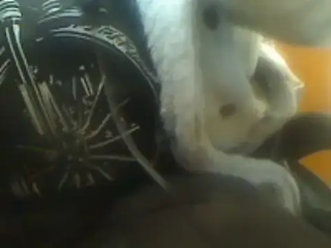 markluvskitty online show from March 2025 09:06:02 PM