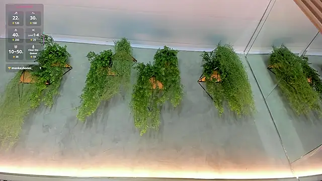 Lana Lann online show from September 2025 11:56:02 AM