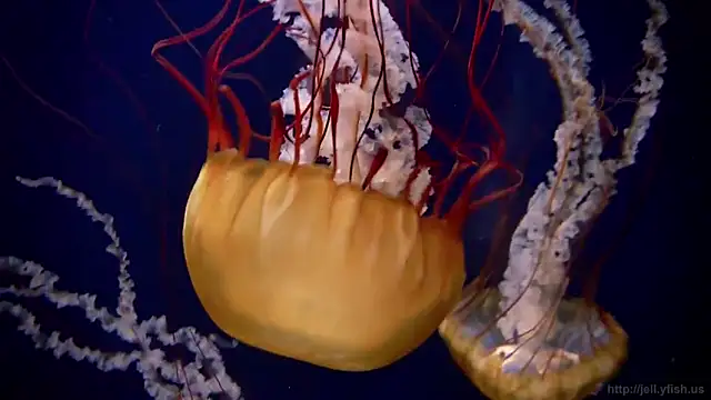 streamy test11 online show from February 2025 08:13:02 AM