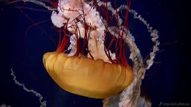 streamy test11 online show from February 2026 01:20:01 PM