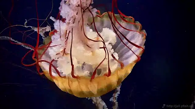 streamy test12 online show from December 2024 08:09:01 AM