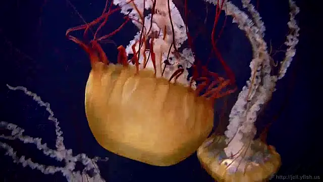 streamy test12 online show from December 2024 08:11:02 AM