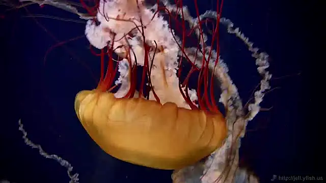 streamy test12 online show from December 2024 08:13:01 AM