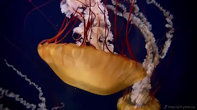 streamy test12 online show from November 2025 11:55:02 AM