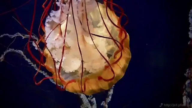 streamy test12 online show from November 2025 12:27:02 PM