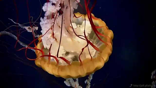 streamy test12 online show from March 2026 09:16:01 AM