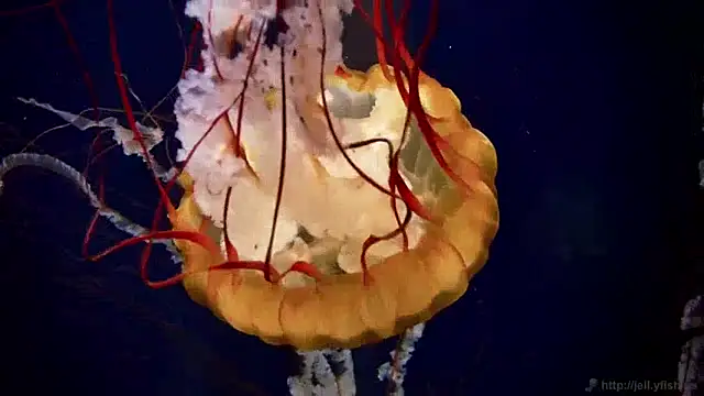 Snapshot of streamy_test13 chatting on December 2024 08:19:02 AM streamy test13 online show from December 2024 08:19:02 AM