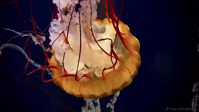 Snapshot of streamy_test13 chatting on January 2025 08:15:01 AM streamy test13 online show from January 2025 08:15:01 AM