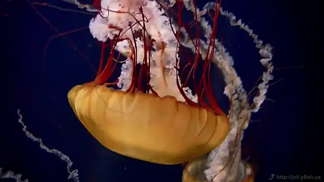 Snapshot of streamy_test13 chatting on February 2025 08:09:01 AM streamy test13 online show from February 2025 08:09:01 AM