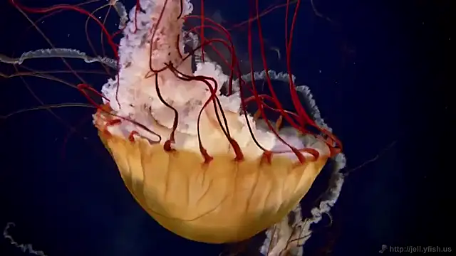 Snapshot of streamy_test13 chatting on March 2025 08:31:01 AM streamy test13 online show from March 2025 08:31:01 AM