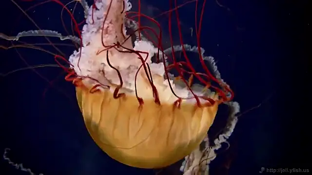 streamy test15 online show from February 2025 08:09:01 AM