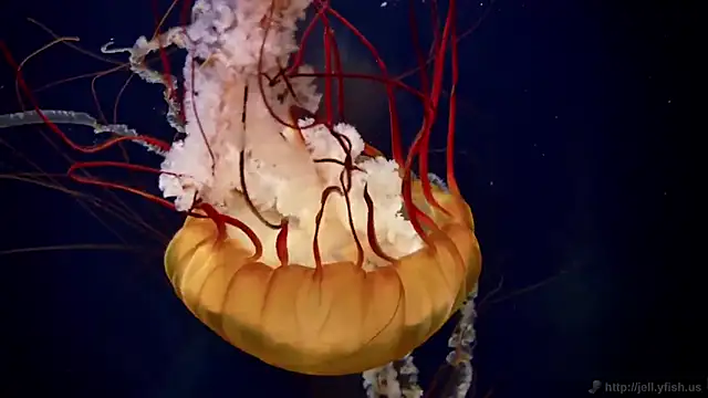 streamy test15 online show from February 2025 08:17:02 AM