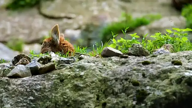 streamy test15 online show from March 2025 08:15:01 AM