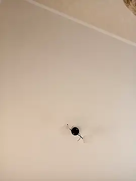 YuliannaFox online show from December 2024 07:06:02 AM