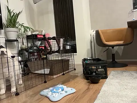 Snapshot of kensnb chatting on November 2025 08:57:02 AM kensnb online show from November 2025 08:57:02 AM