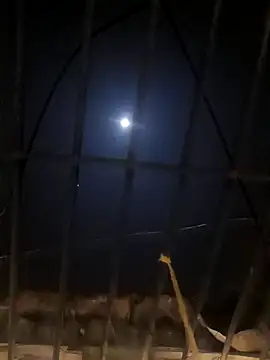 Snapshot of jellydicks chatting on January 2025 05:29:02 PM jellydicks online show from January 2025 05:29:02 PM