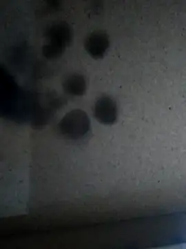 Snapshot of Leocesar37 chatting on November 2025 05:57:01 PM Leocesar37 online show from November 2025 05:57:01 PM