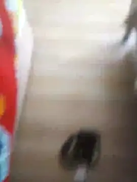 510915asi online show from December 2025 12:01:02 PM