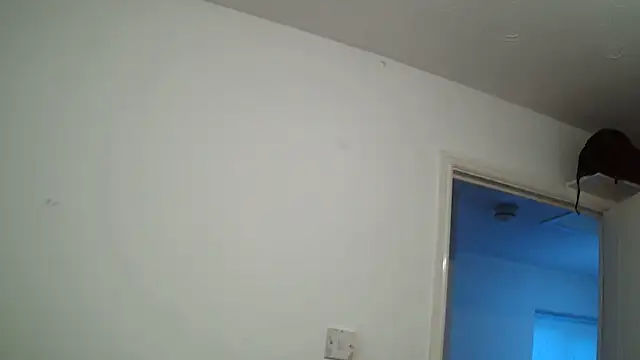 rampartzz online show from March 2025 05:54:02 PM