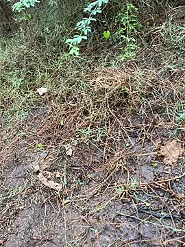 Snapshot of tamil000000 chatting on March 2025 01:43:01 AM tamil000000 online show from March 2025 01:43:01 AM