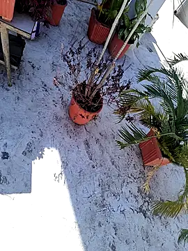 dreamers dick online show from January 2025 06:44:02 AM