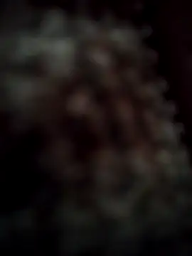 RODRI POLLADURA online show from November 2025 02:42:01 PM