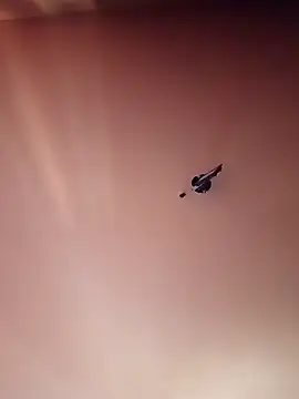 Snapshot of BR_master chatting on September 2025 10:16:02 AM BR master online show from September 2025 10:16:02 AM