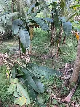 TeenLk online show from December 2025 04:54:01 AM