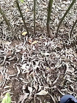 Snapshot of JAZZYS8 chatting on October 2025 07:47:02 AM JAZZYS8 online show from October 2025 07:47:02 AM