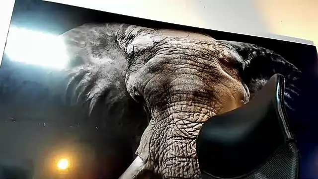 king falconer online show from November 2025 02:32:02 AM