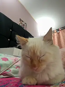 saranghae  online show from November 2025 03:50:02 AM