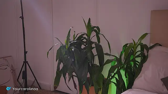 Carolart  online show from January 2026 10:23:01 PM