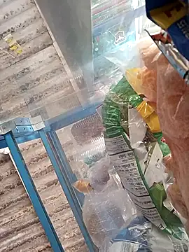 Snapshot of Lorenasex chatting on November 2025 12:02:02 PM Lorenasex online show from November 2025 12:02:02 PM