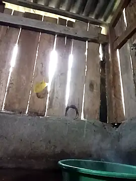 Ngocmi909 online show from November 2025 12:16:02 AM