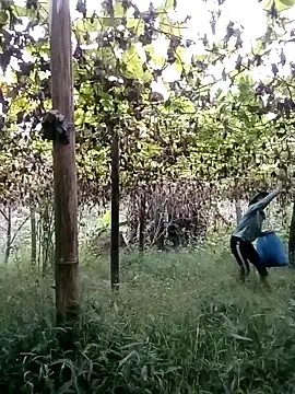 Snapshot of ngan-cute chatting on October 2025 11:15:02 PM ngan-cute online show from October 2025 11:15:02 PM