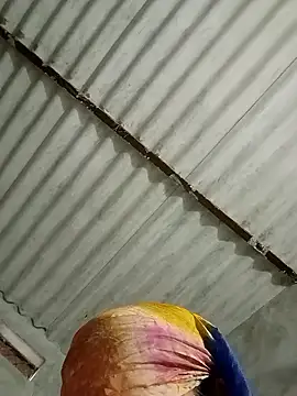 Payal950 online show from January 2026 01:32:02 AM